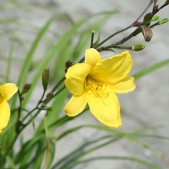 Hemerocallis ‘Corky’