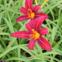 Hemerocallis ‘Crimson Pirate’