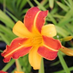 Hemerocallis ‘Frans Hals’