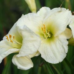 Hemerocallis ‘Gentle Shepherd’