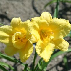 Hemerocallis ‘Happy Returns’