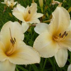 Hemerocallis ‘Helle Berlinerin’