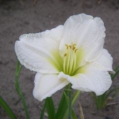 Hemerocallis ‘Ice Carnival’