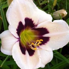 Hemerocallis ‘Moonlite Masquerade’