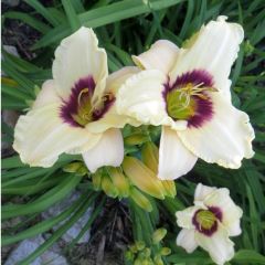 Hemerocallis ‘Pandora’s Box’