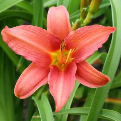 Hemerocallis ‘Pink Damask’