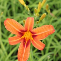 Hemerocallis ‘Rajah’