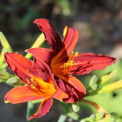 Hemerocallis ‘Sammy Russell’