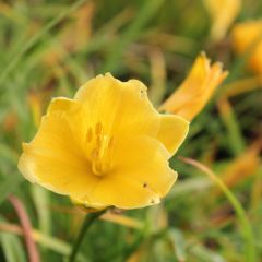 Hemerocallis ‘Stella de Oro’