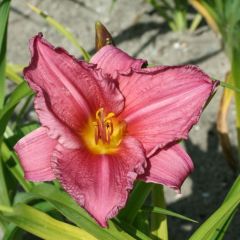 Hemerocallis ‘Summer Wine’