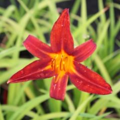 Hemerocallis 'Autumn Red'