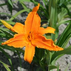 Hemerocallis 'Burning Daylight'