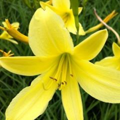 Hemerocallis citrina