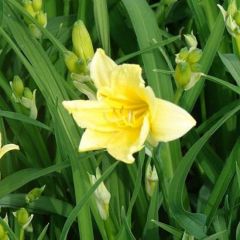 Hemerocallis lilioasphodelus