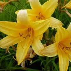 Hemerocallis middendorffii