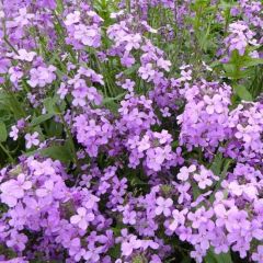 Hesperis matronalis