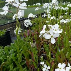 Hesperis matronalis ‘Alba’