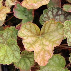 Heuchera ‘Beauty Colour’®