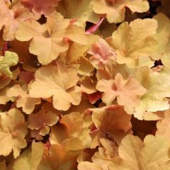 Heuchera ‘Caramel’®