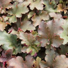 Heuchera ‘Chocolate Ruffles’®