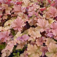 Heuchera ‘Marmelade’®