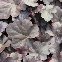 Heuchera ‘Obsidian’®