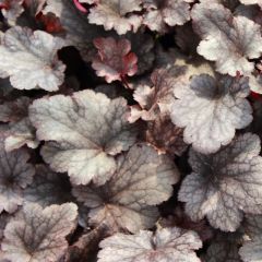 Heuchera ‘Plum Pudding’®