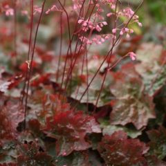 Heuchera ‘Rachel’