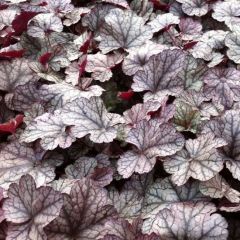 Heuchera ‘Silver Scrolls’®