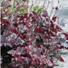 Heuchera ‘Stormy Seas’