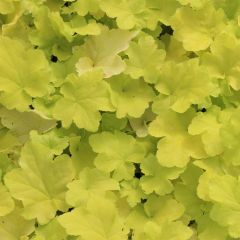 Heuchera 'Citronelle'®