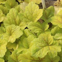 Heuchera 'Electra'®