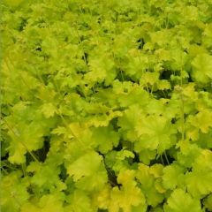 Heuchera 'Lime Marmalade'®