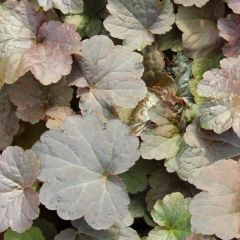 Heuchera micr. ‘Palace Purple’