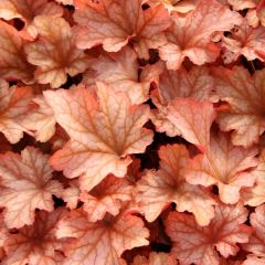 Heuchera 'Paprika'®