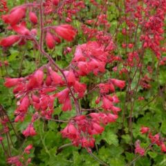 Heuchera sanguinea ‘Leuchtkäfer’