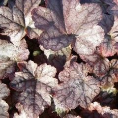 Heucherella ‘Quicksilver’®