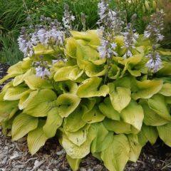 Hosta ‘August Moon’