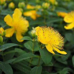 Hypericum olympicum