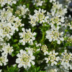 Iberis sempervirens