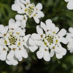 Iberis sempervirens ‘Weisser Zwerg’