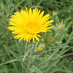 Inula ensifolia