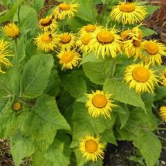 Inula magnifica