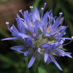 Jasione laevis (= perenne)