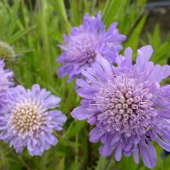 Knautia arvensis