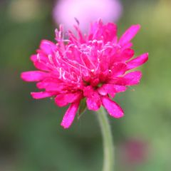 Knautia macedonica