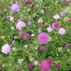 Knautia macedonica 'Melton Pastels'