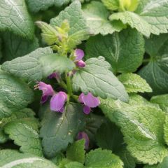 Lamium maculatum 