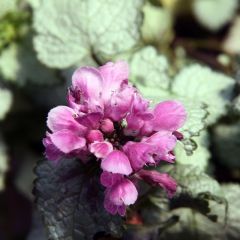 Lamium maculatum ‘Beacon Silver’