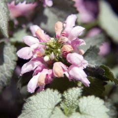 Lamium maculatum ‘Pink Pewter’